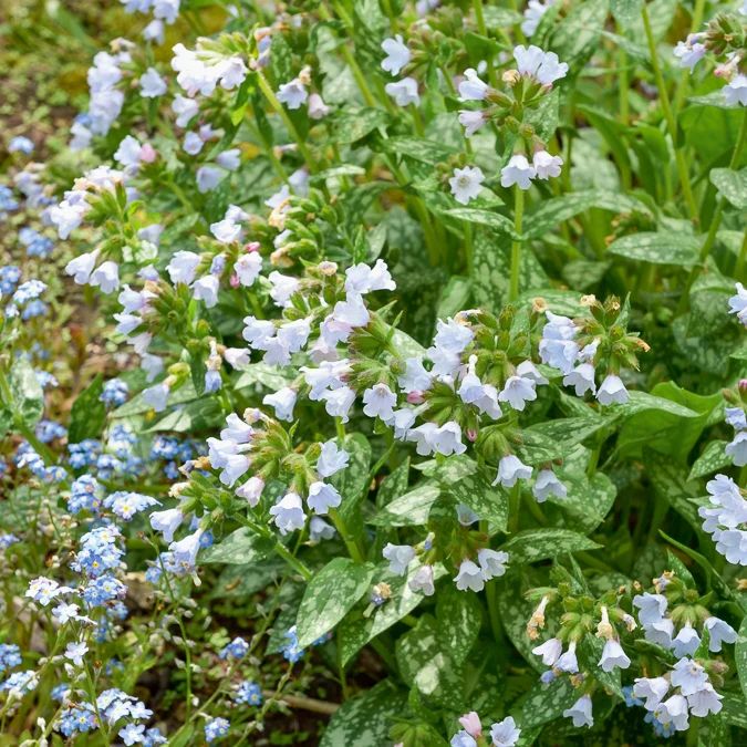 Lungenkraut ‘Opal’