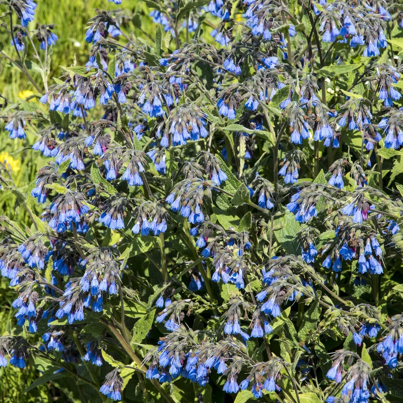 Blauer Beinwell