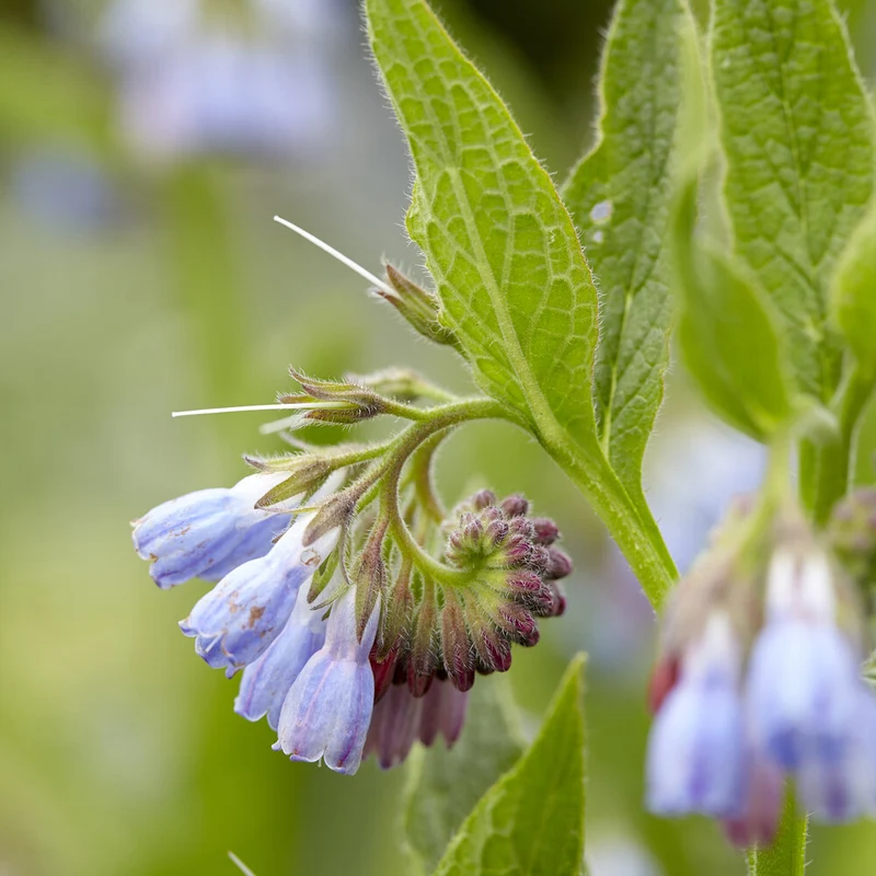 Blauer Beinwell