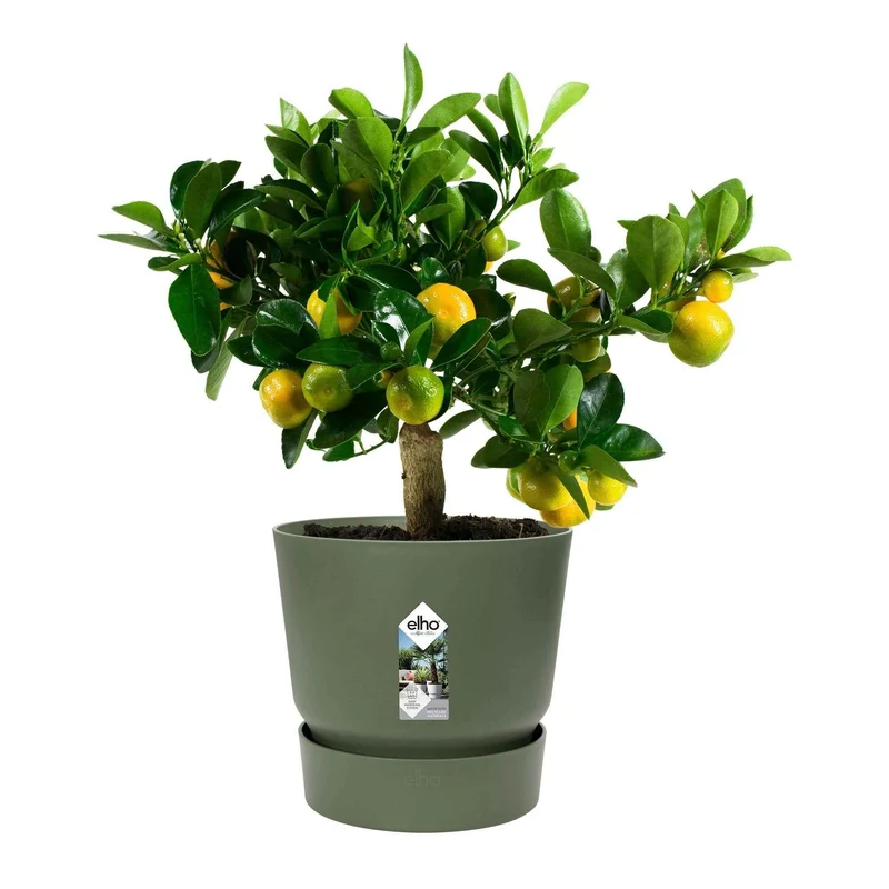 Elho Blumentopf 'Greenville Leaf Green'
