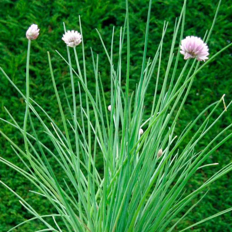 Bio-Schnittlauch