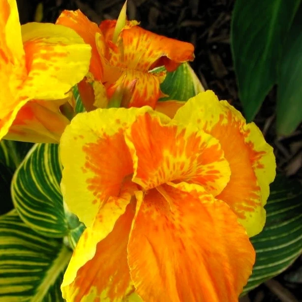 Blumenrohr Tropicanna Gold