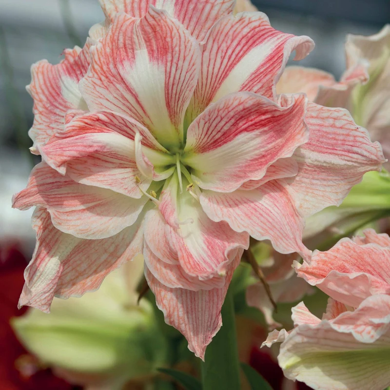 Amaryllis-Kollektion rosa & weiß (x2)