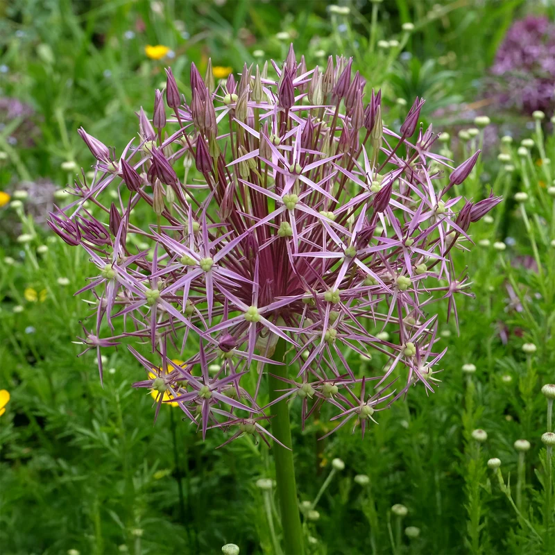 Allium Christophii (x10)