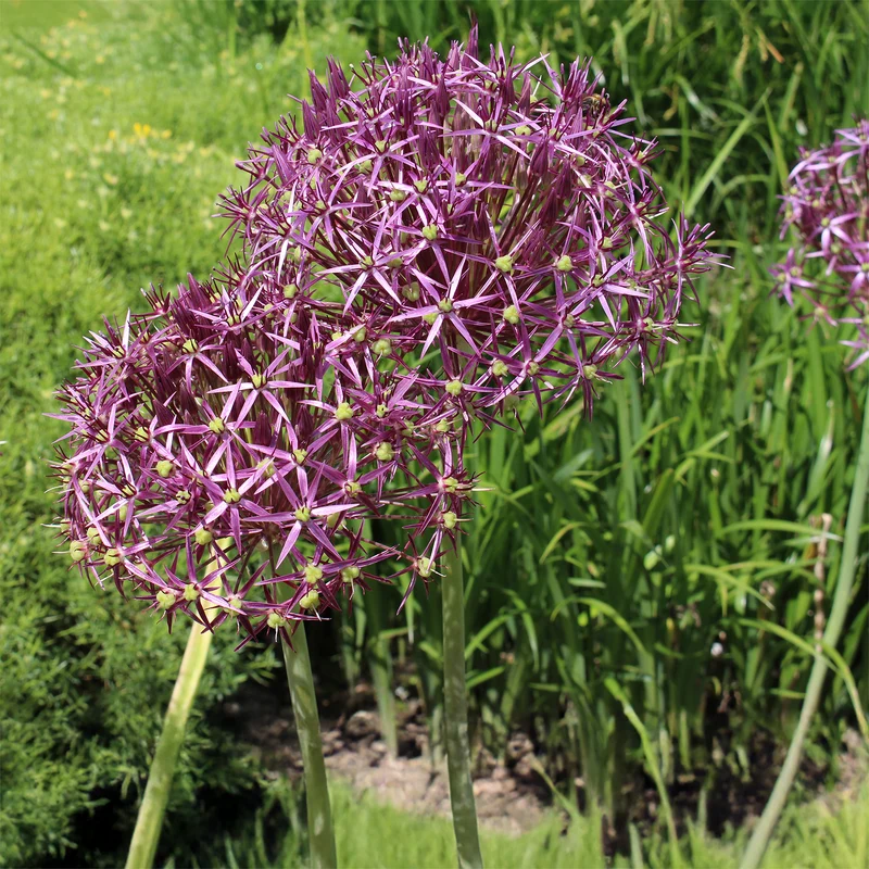 Allium Christophii (x10)