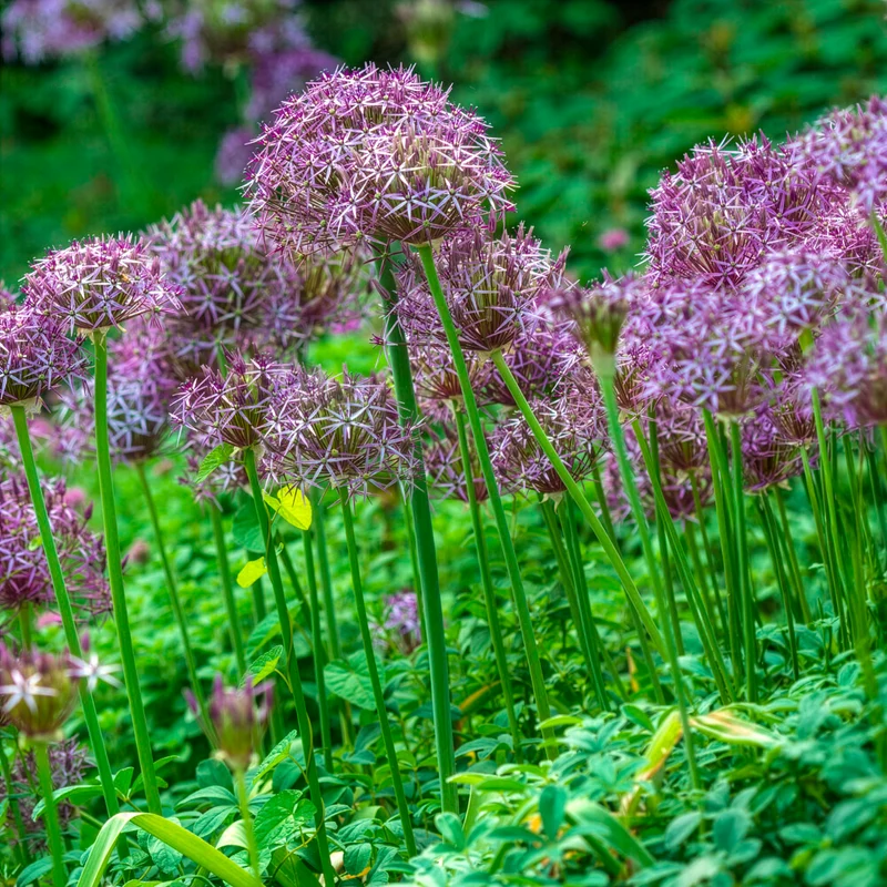 Allium Christophii (x10)