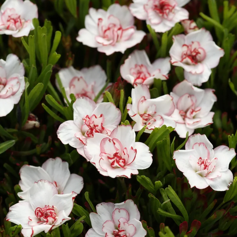 Oxalis 'Double Pink Wonder' (x5)