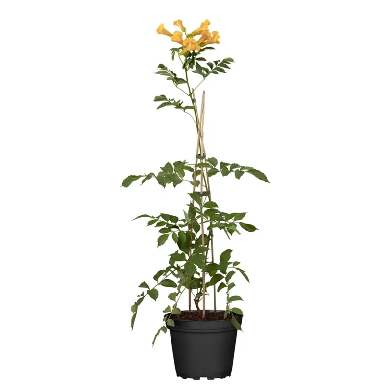 Klettertrompete 'Grandiflora'