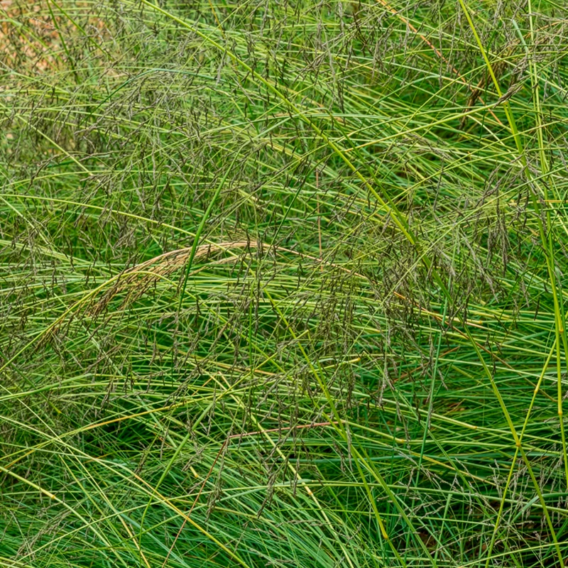 Prärie-Tropfengras