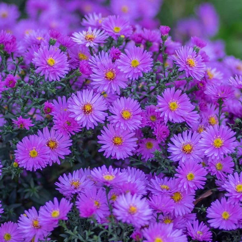 Glattblatt-Aster