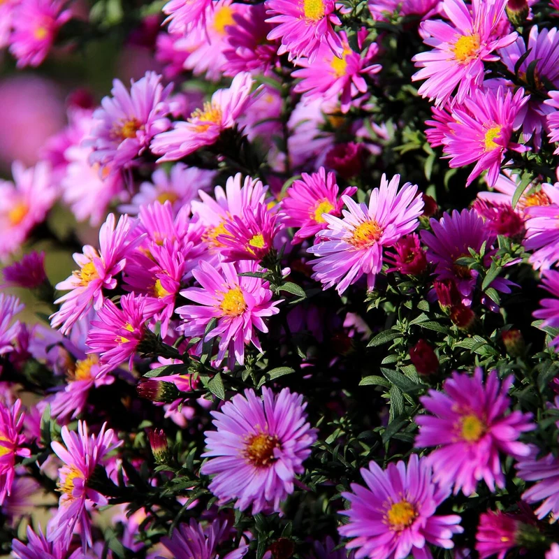 Glattblatt-Aster, Trio