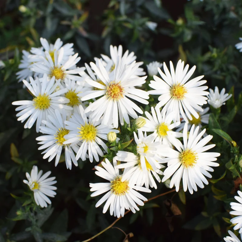 Glattblatt-Aster, Trio
