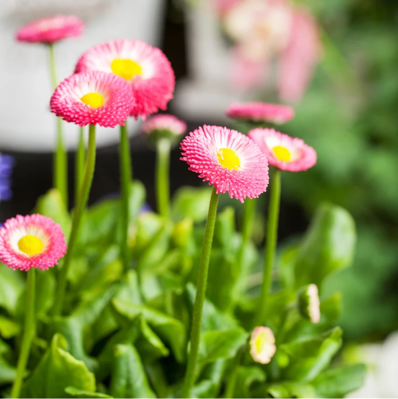Gänseblümchen
