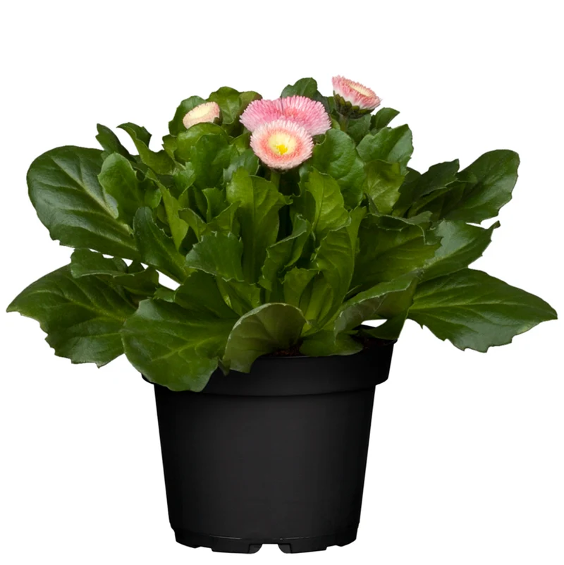 Gänseblümchen