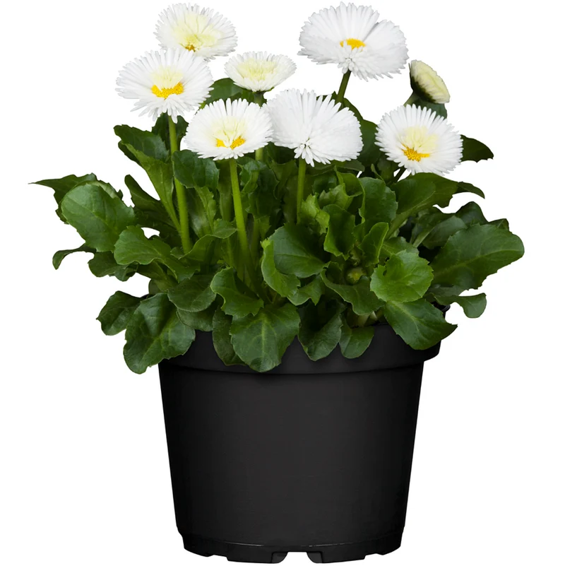 Gänseblümchen