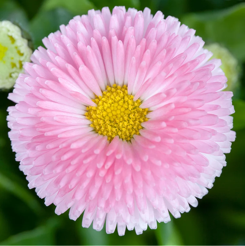 Gänseblümchen