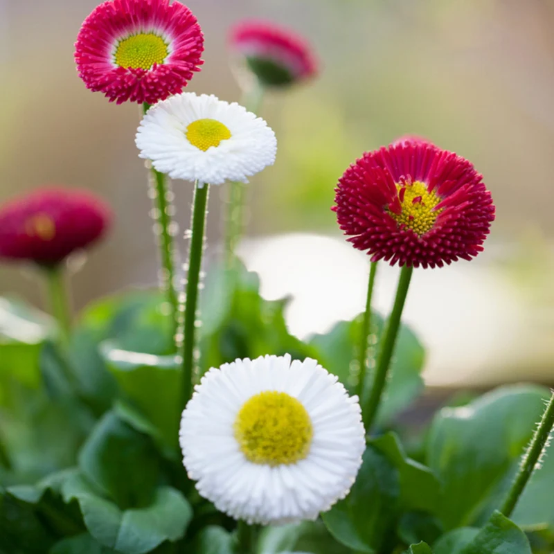 Gänseblümchen