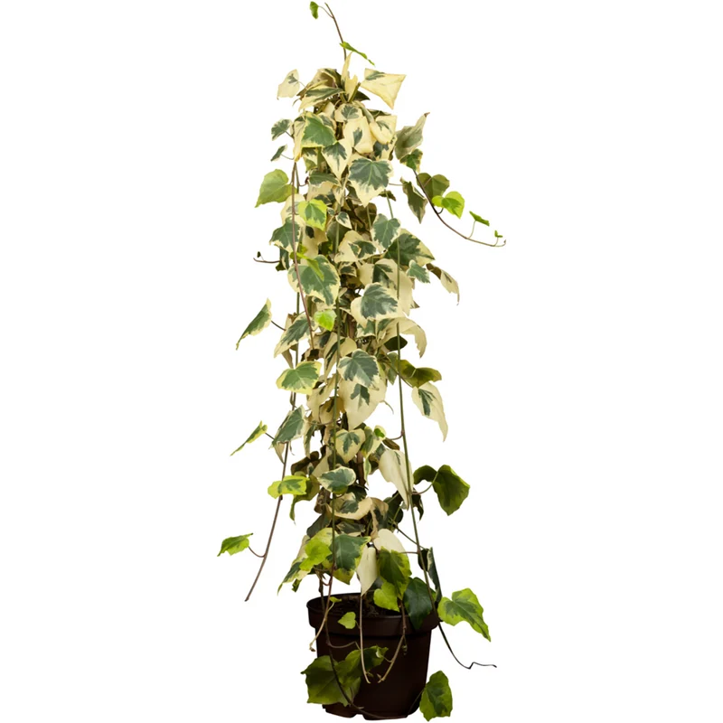 Efeu 'Dentata Variegata'