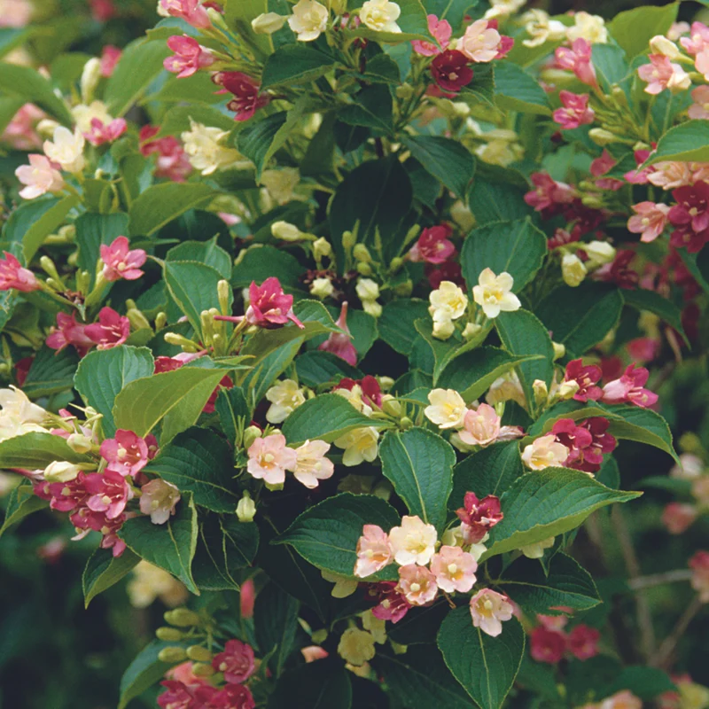 Weigelie 'Majorie'