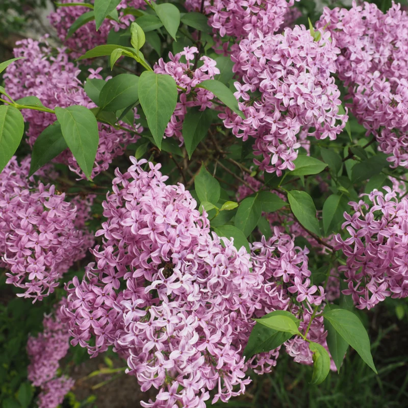 Königsflieder 'Saugeana'
