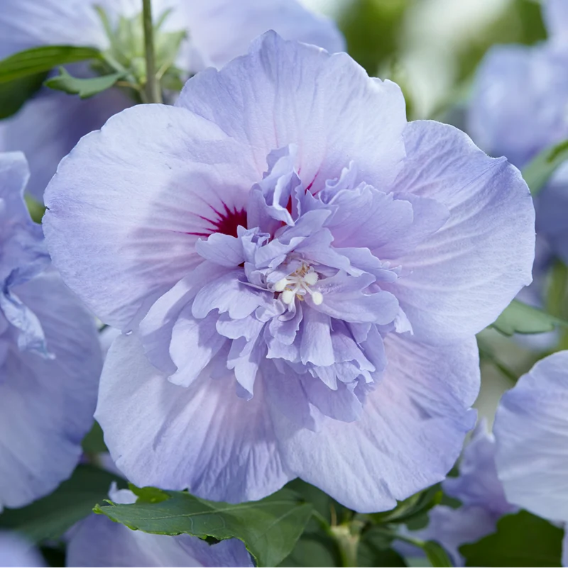 Gartenhibiskus 'Blue Chiffon'®