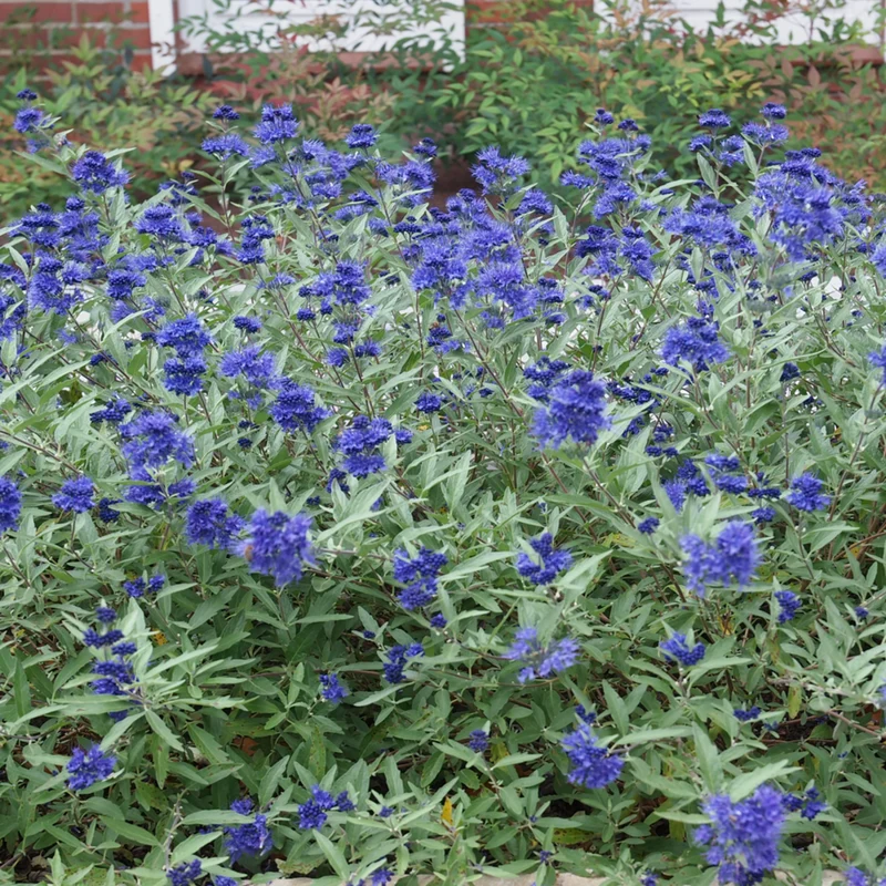 Bartblume 'Blauer Spatz®'