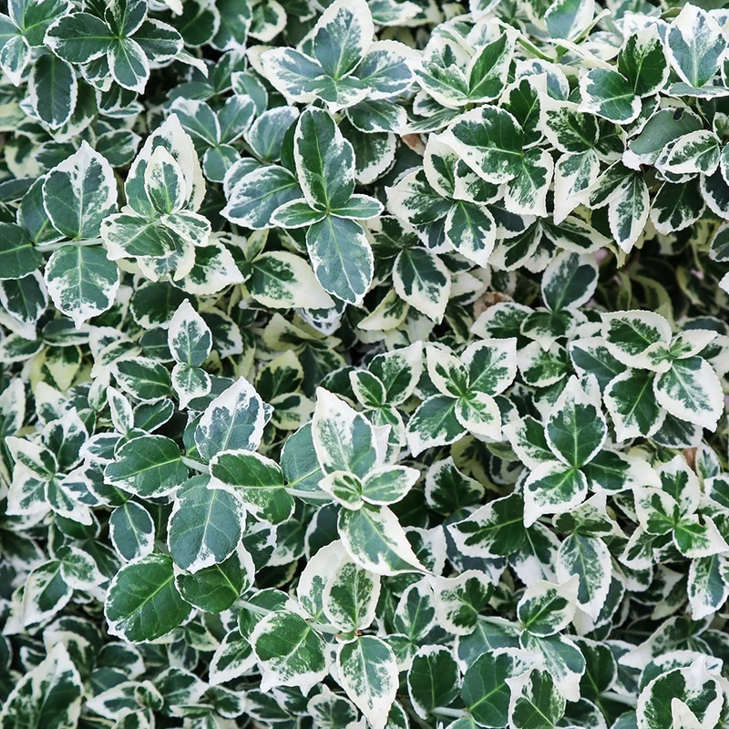 Spindelstrauch 'Emerald Gaiety'