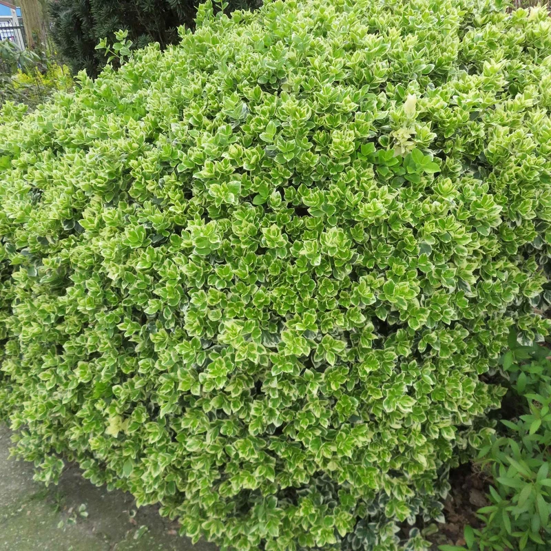 Spindelstrauch 'Emerald Gaiety'