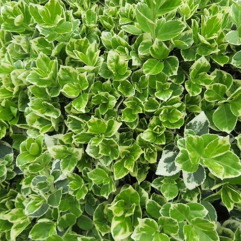 Spindelstrauch 'Emerald Gaiety'