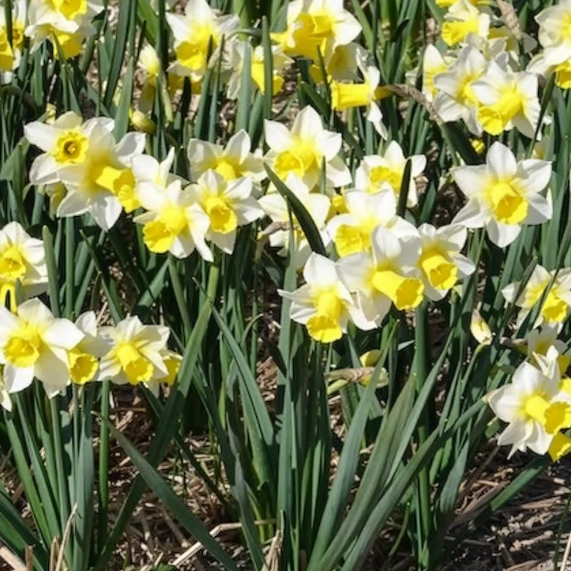 Narzissen Golden Echo (x7)