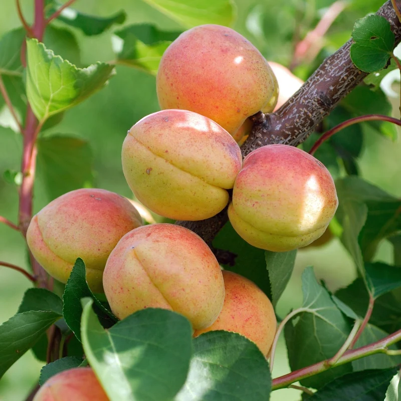 Aprikose 'Rouge du Roussillon'