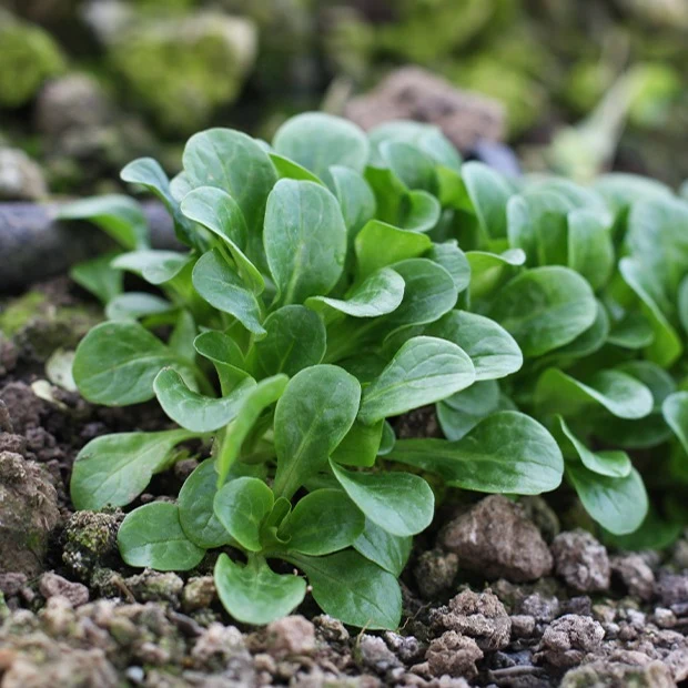 Feldsalat Etampes