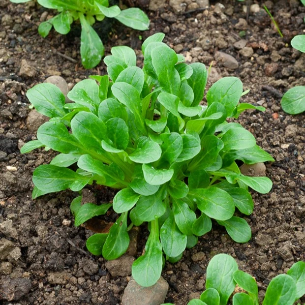 Feldsalat Etampes
