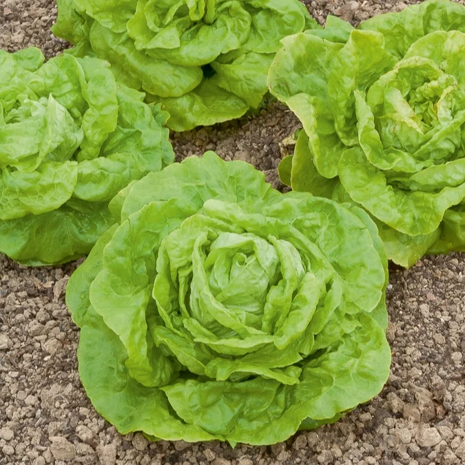 Kopfsalat ‘Gotte Jaune d’Or’