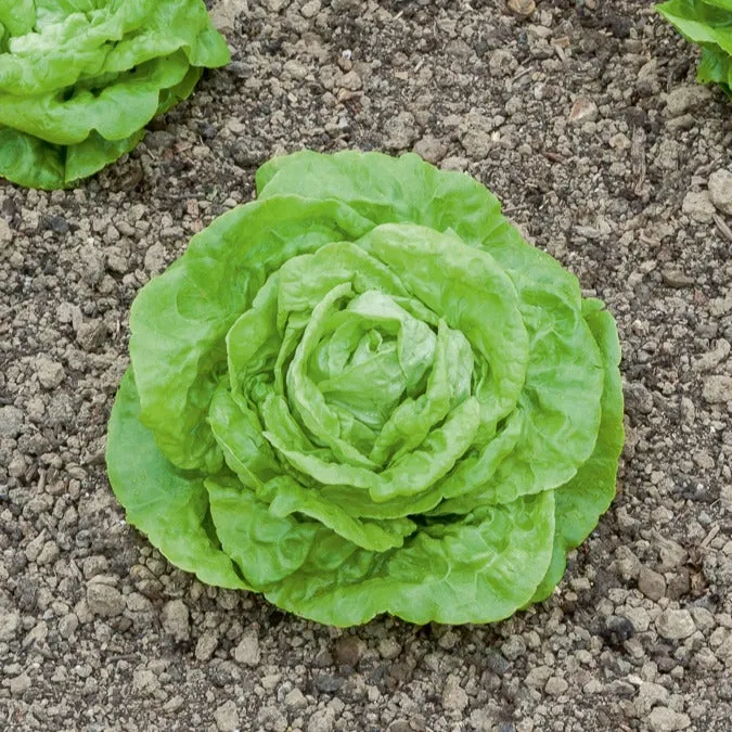 Kopfsalat ‘Gotte Jaune d’Or’