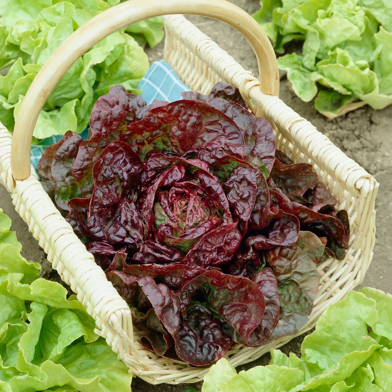 Kopfsalat ‘Merveille des quatre saisons’
