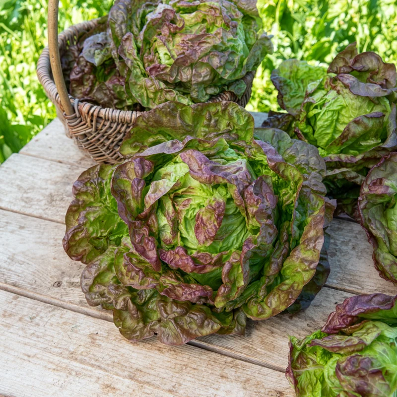 Kopfsalat ‘Merveille des quatre saisons’