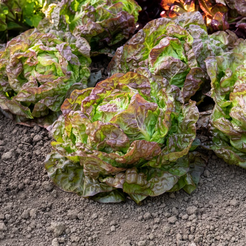 Kopfsalat ‘Merveille des quatre saisons’