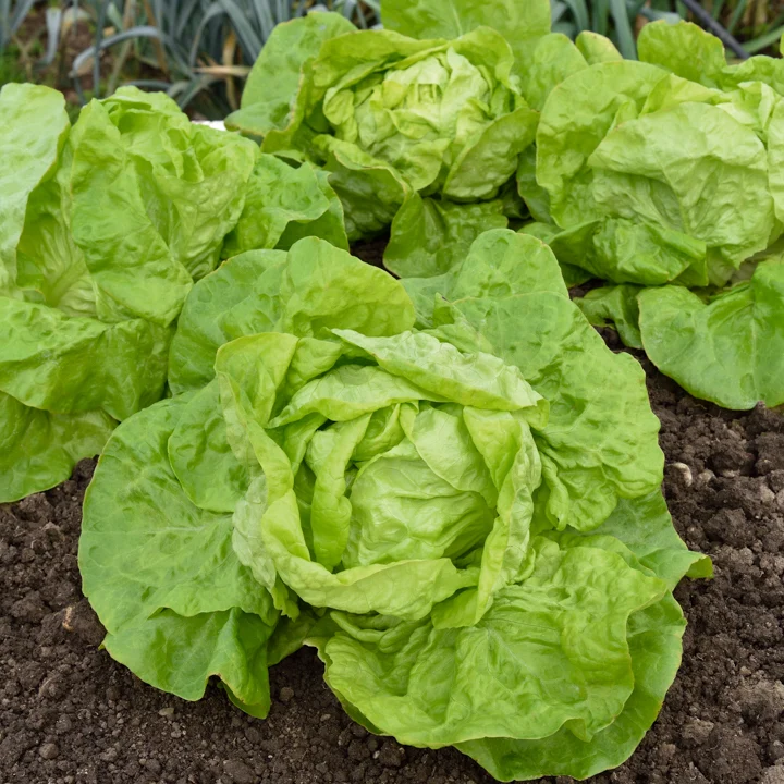 Kopfsalat ‘Grosse blonde paresseuse’