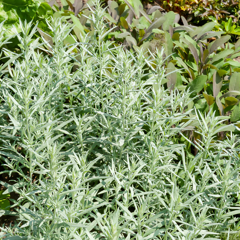 Silbriger Beifuß Silver Queen