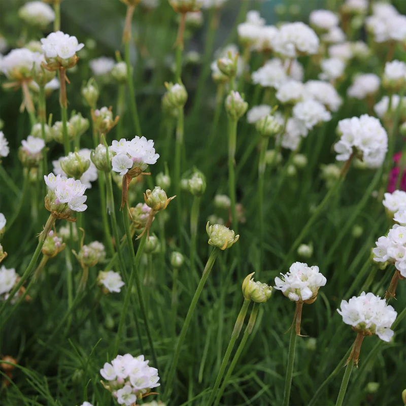 Grasnelke 'Alba'