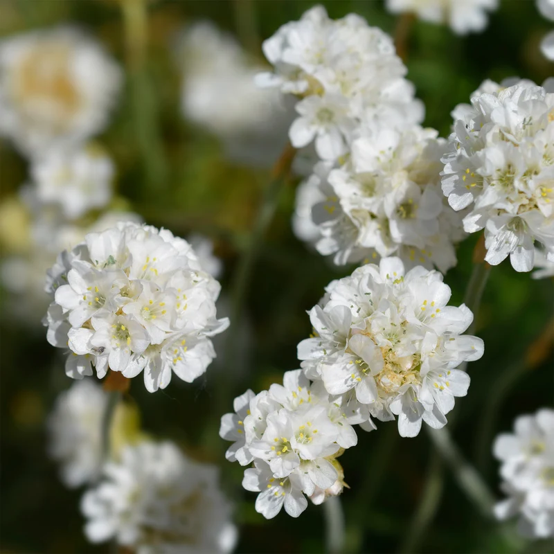 Grasnelke 'Alba'
