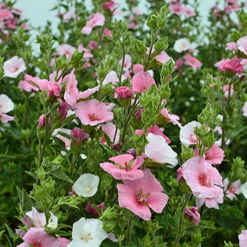 Lavatera Song Bird