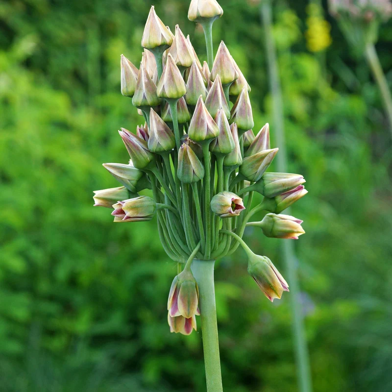 Bulgarischer Lauch 'Bulgaricum' (x15)