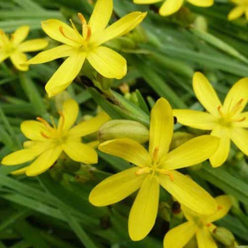 Sisyrinchiums californicum Kalifornische Bermudawurzel (x3)