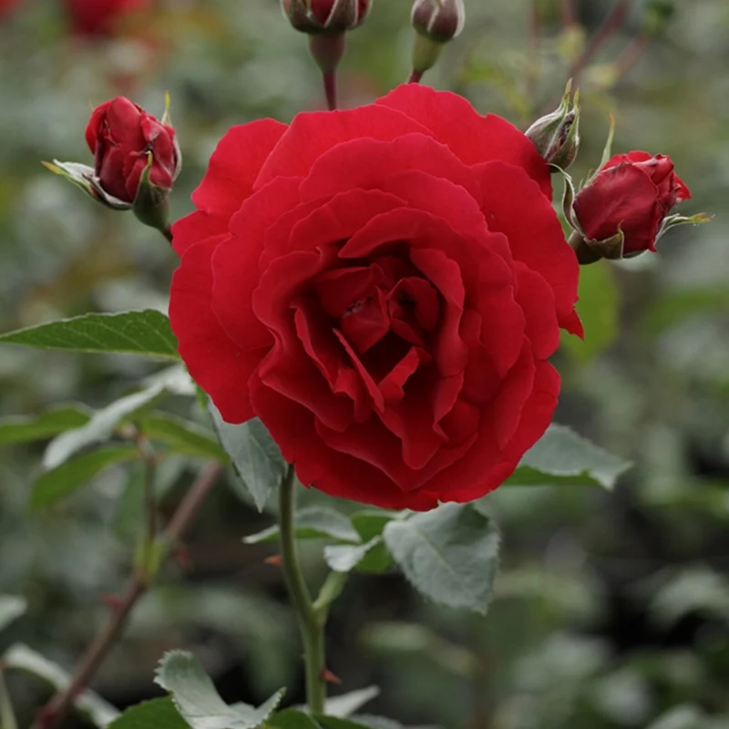 Rose Sympathie®