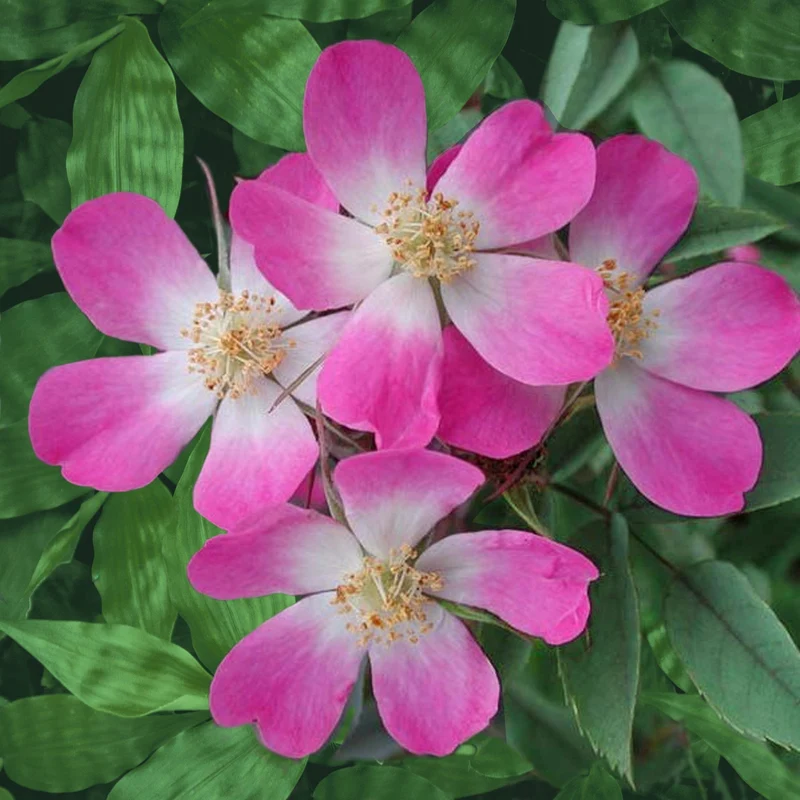 Rotblatt-Rose Glauca