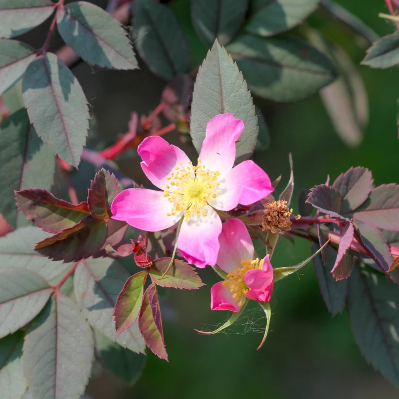 Rotblatt-Rose Glauca