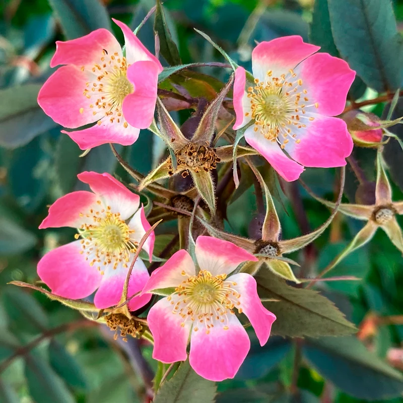Rotblatt-Rose Glauca