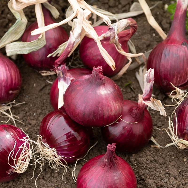 Rote Zwiebel Red Baron Bio